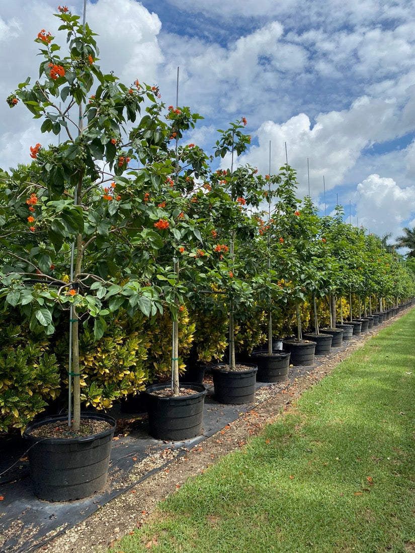 Cordia Sebestena