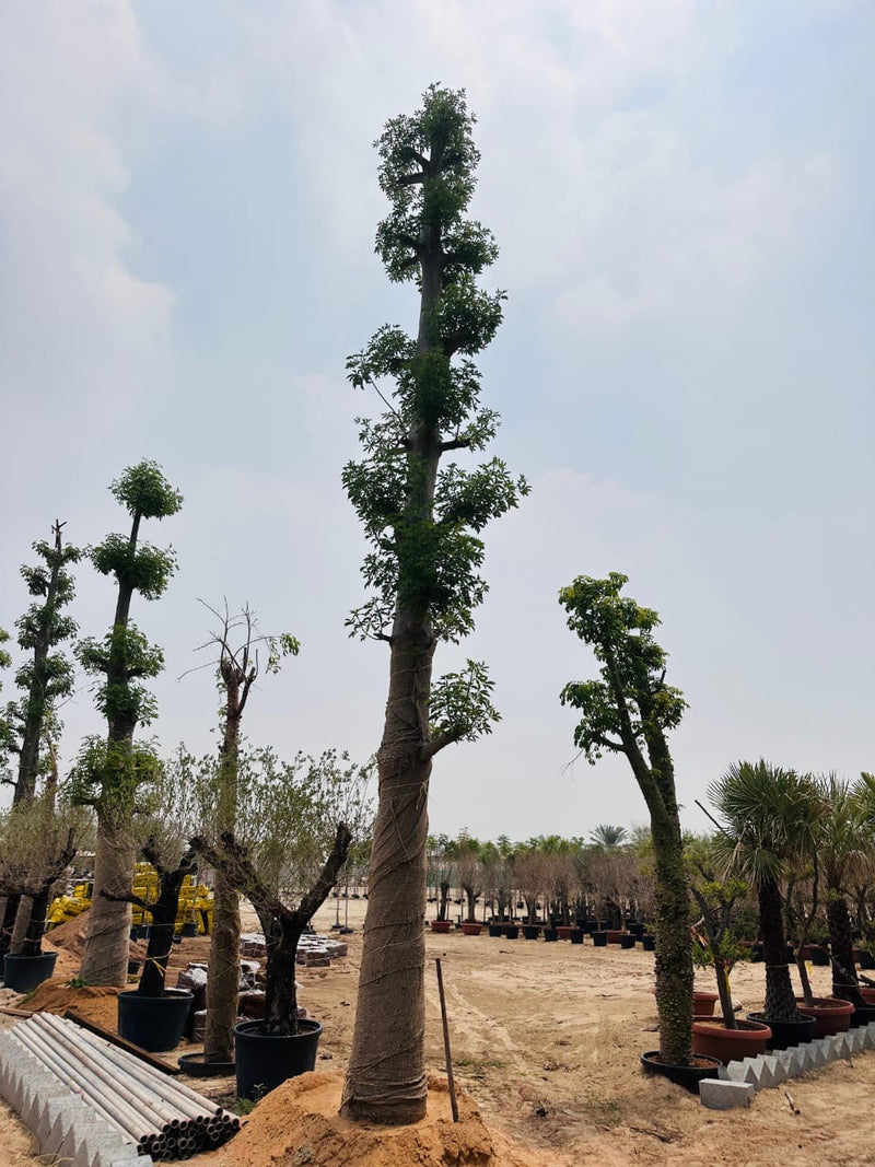 Adansonia Digitata