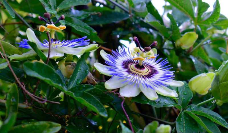 Passion Flower / Passiflora caerulea Plants