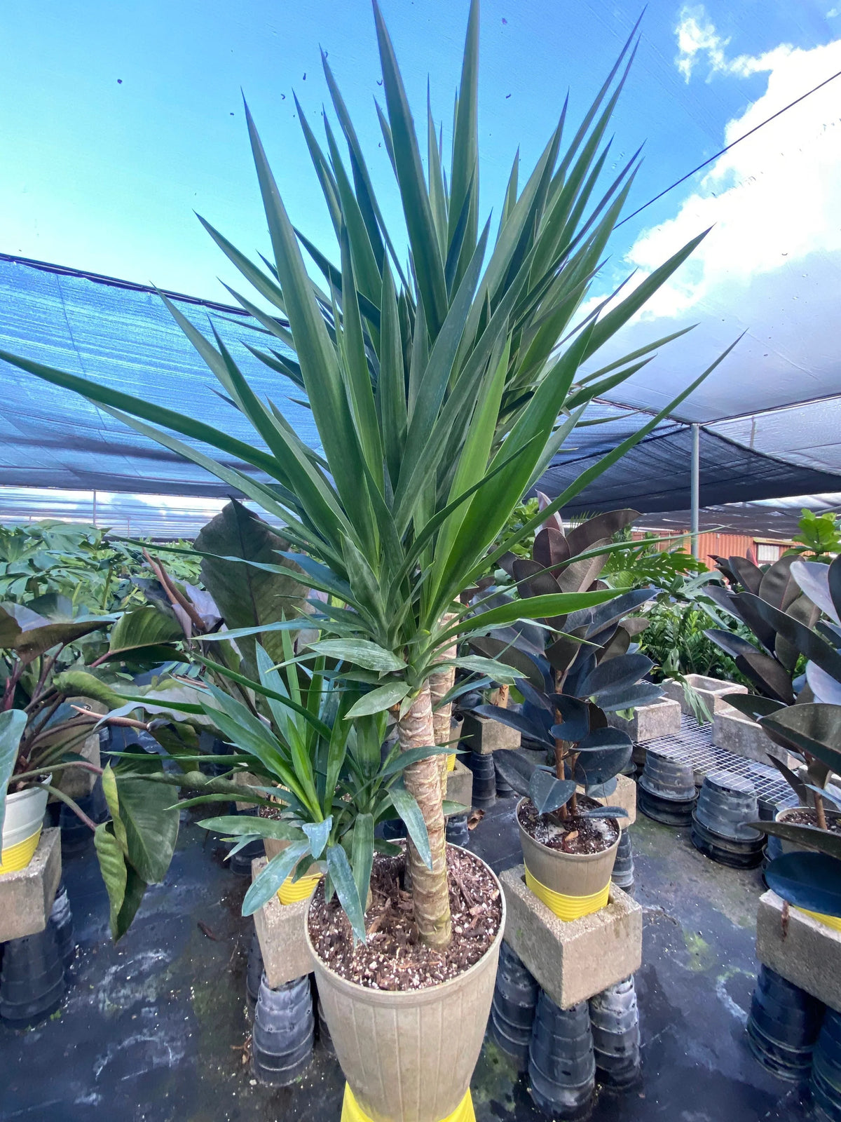 Spineless Yucca (Yucca elephantipes)