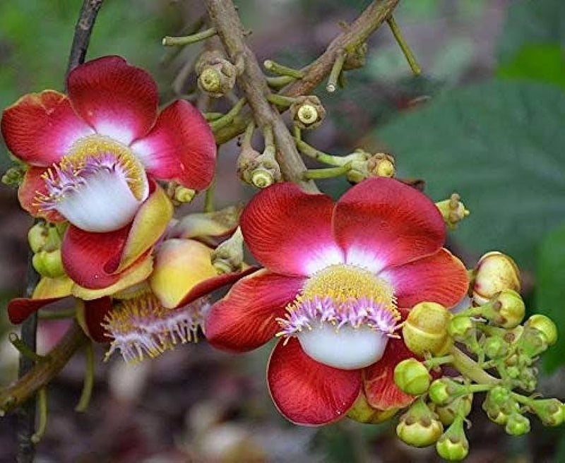 Cannonball tree Plant