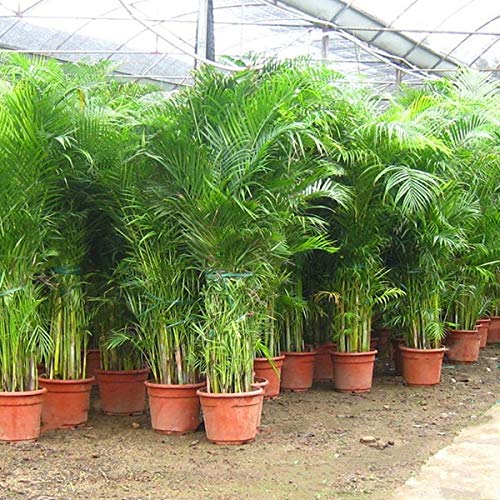 areca palm price in nursery Best Areca Palm Plants Nurseries Near To Me Shop Now In Kadiyam India