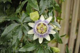Passion Flower / Passiflora caerulea Plants