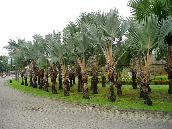 Red Latan Palm (Latania lontaroides) - Ornamental Fan Palm