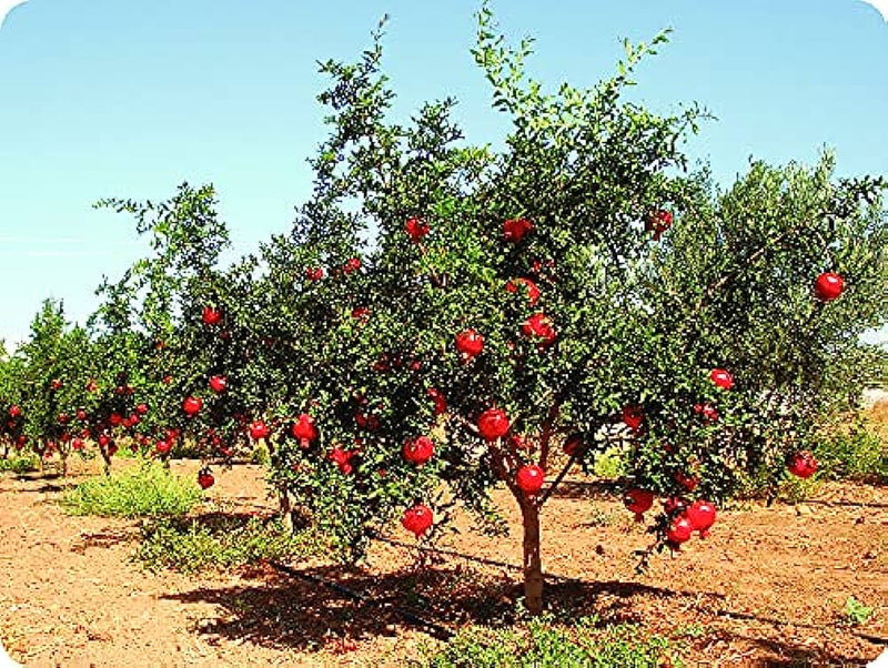 Pomegranate Punica Granatum