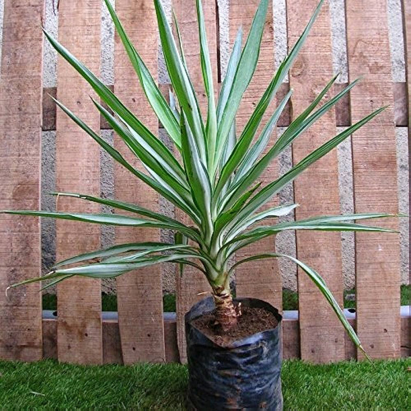 Spineless Yucca (Yucca elephantipes) - Drought Tolerant Landscape Plant