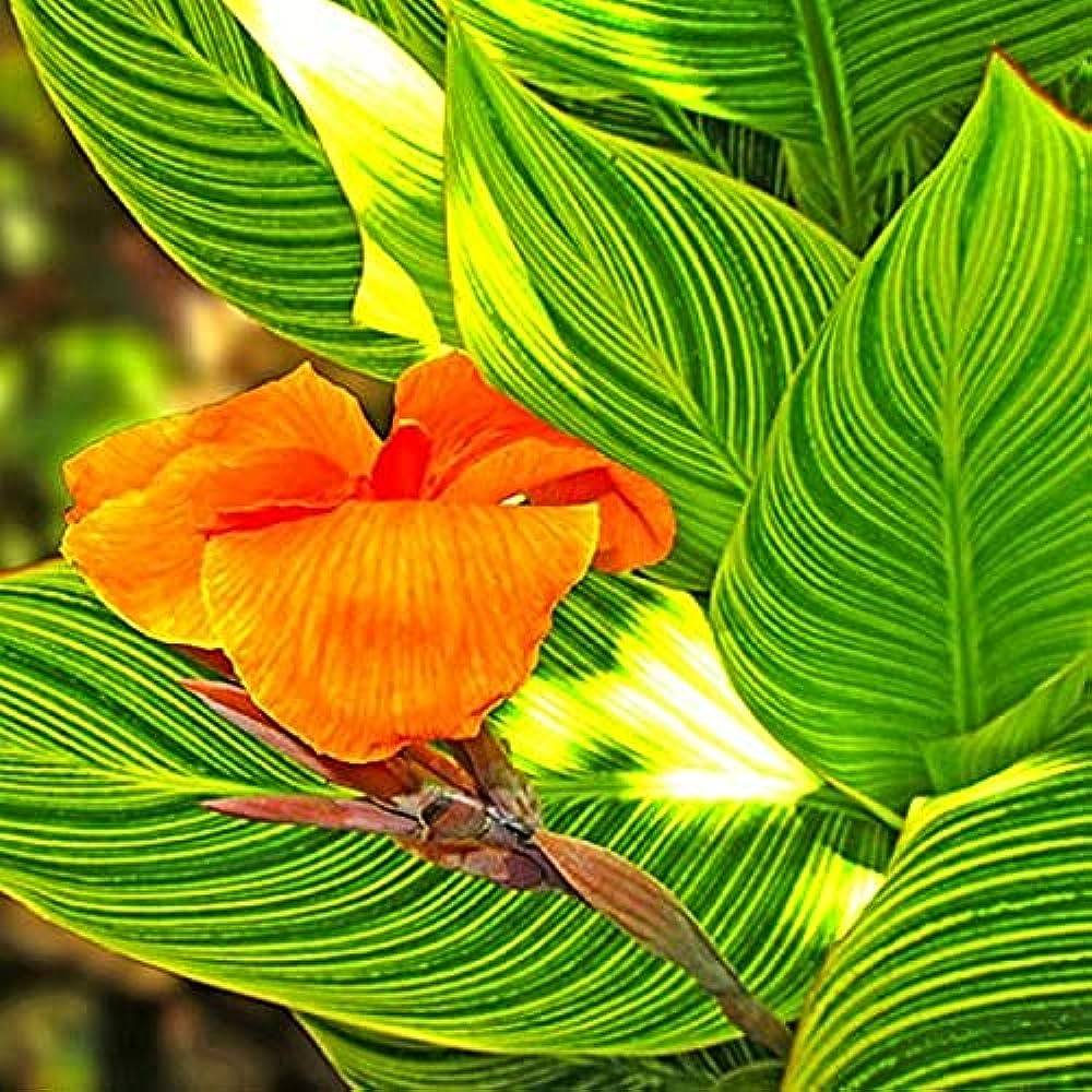 Best Canna Malawiensis Variegated yellow Flower Plants Nurseries Near To Me  Kadiyam India — Kadiyam Rajasri Nursery Exports