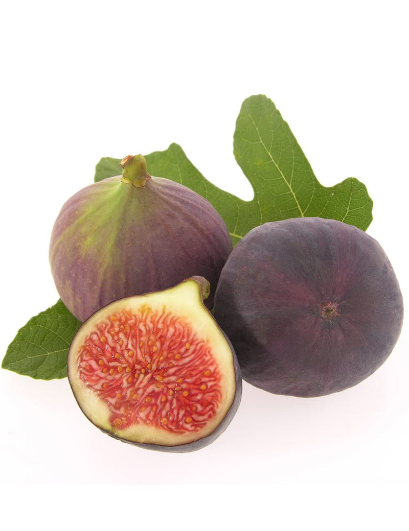 Fig Ficus carica