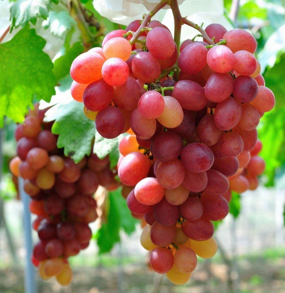 Grapes Fruit Plants