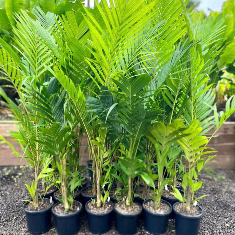 ivory palm plant Best Ivory Cane Palm Near To Me Shop Now In Kadiyam India — Kadiyam Rajasri Nursery Exports