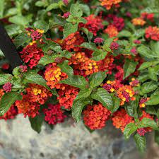 Lantana camara / Bigleaf Lantana Plants