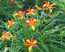 Hemerocallis Daylilies Plants