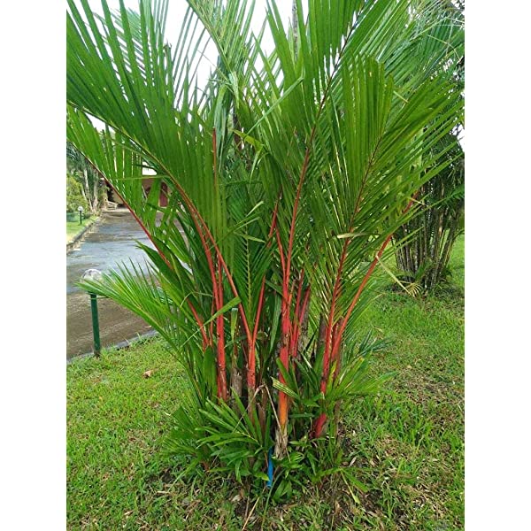 Redneck Palm (Dypsis leptocheilos) - Ornamental Landscaping Palm