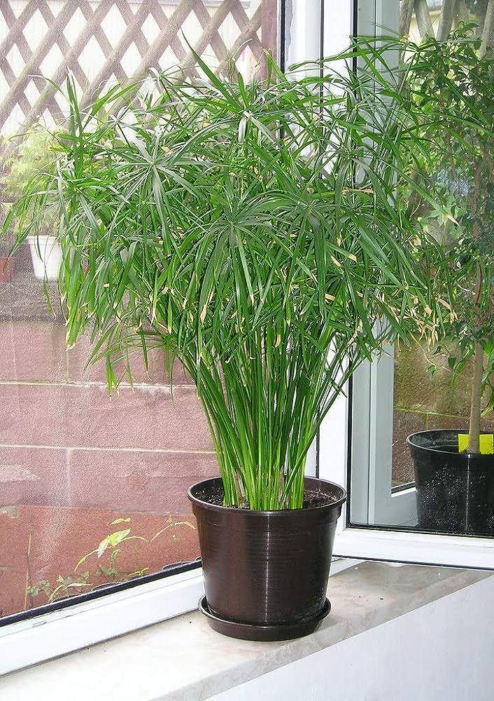 Green Cyperus