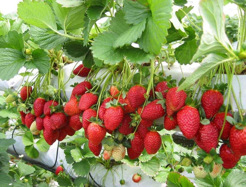 Strawberry  Fragaria Ananassa