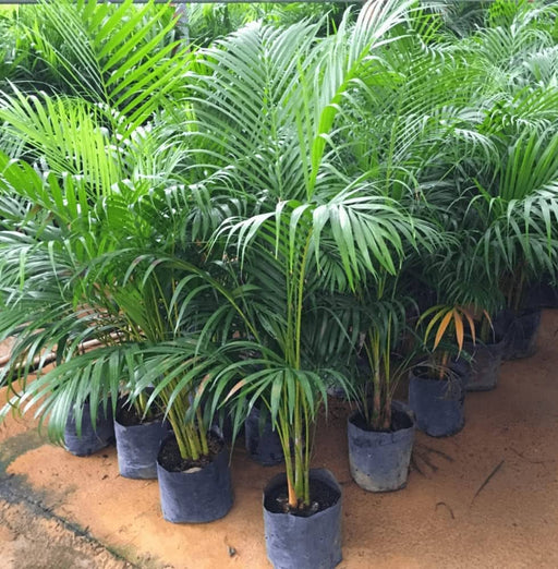 areca palm in india Best Areca Palm Plants Nurseries Near To Me Shop Now In Kadiyam India — Kadiyam Rajasri Nursery Exports
