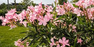 Nerium Oleander