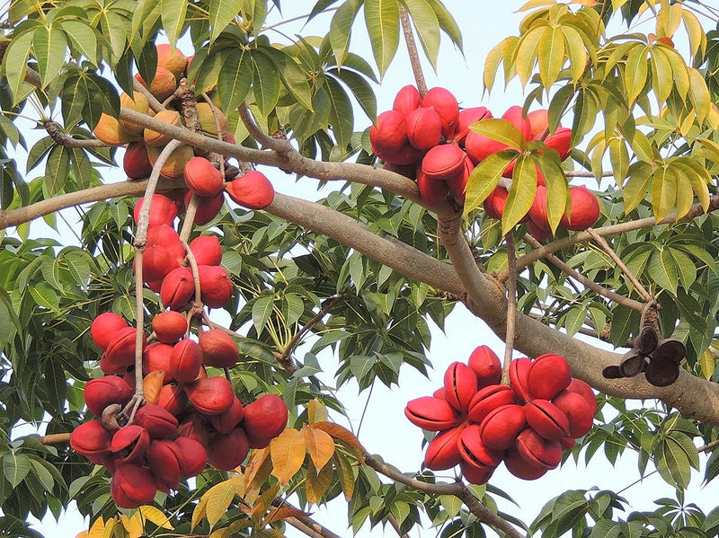 China Almond Tree "Chinese Almond