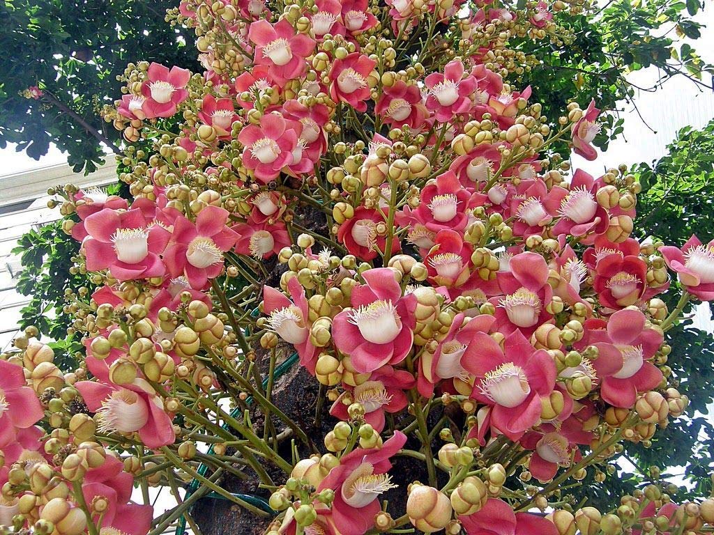 Explore Cannonball Tree Plants In Kadiyam — Kadiyam Rajasri Nursery Exports