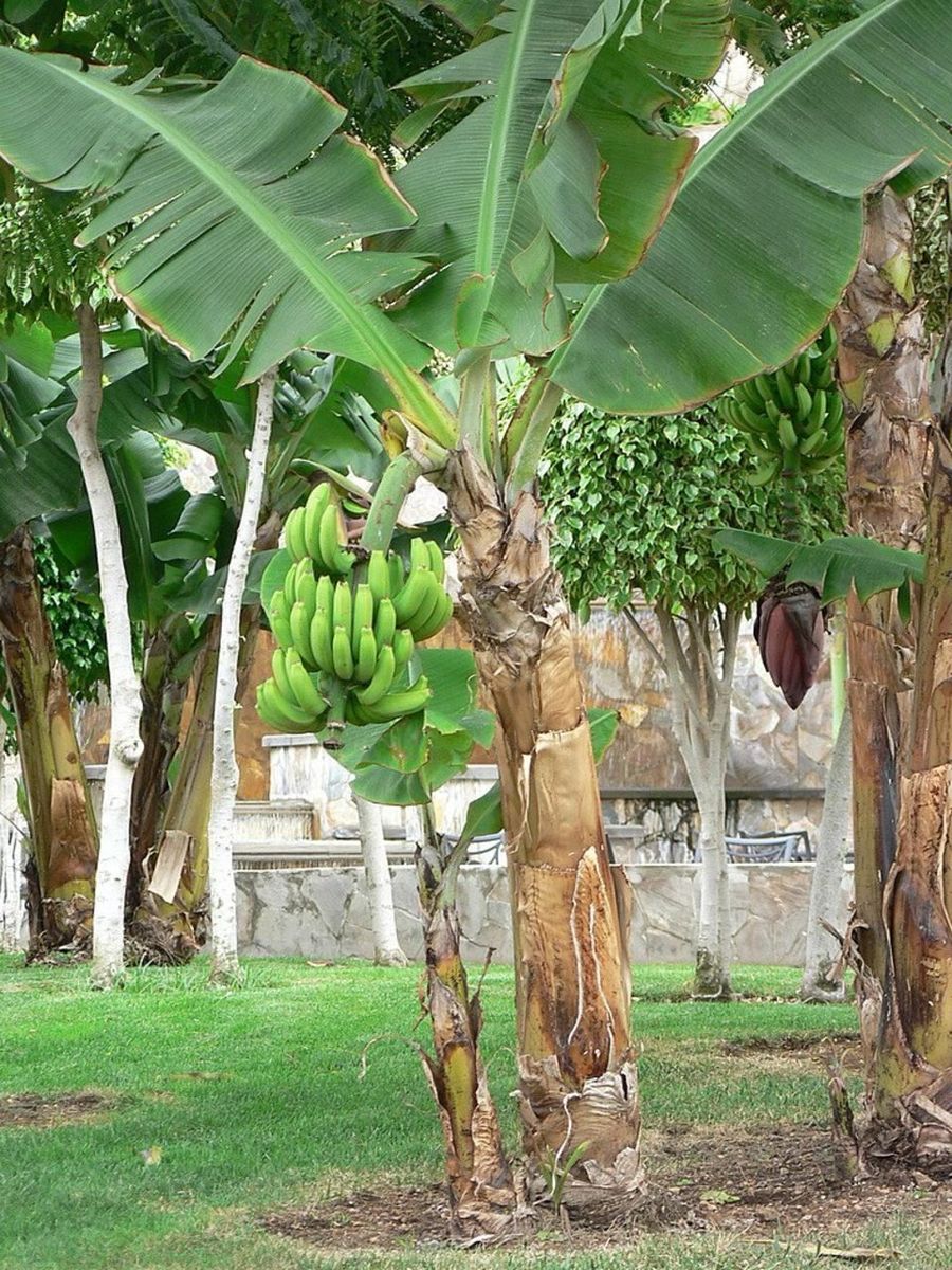 Banana Fruit Plants