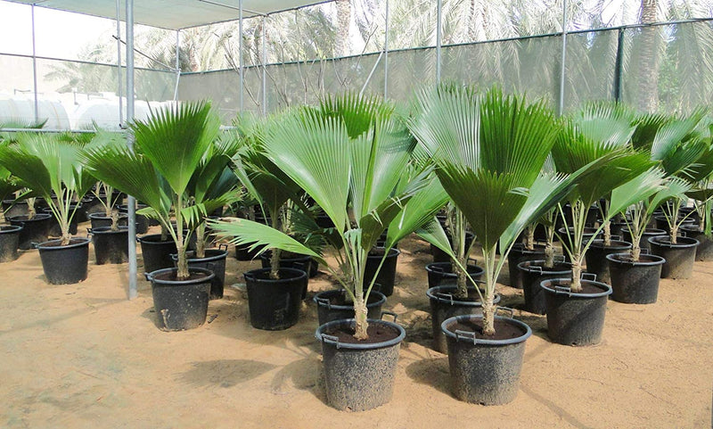 Fiji Fan Palm Tree Pritchardia Pacifica