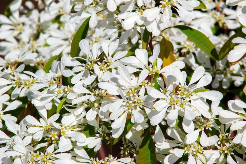 Euphorbia Leucocephala Plants SnowFlakes