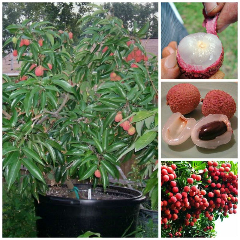 Lychee Litchi Chinensis