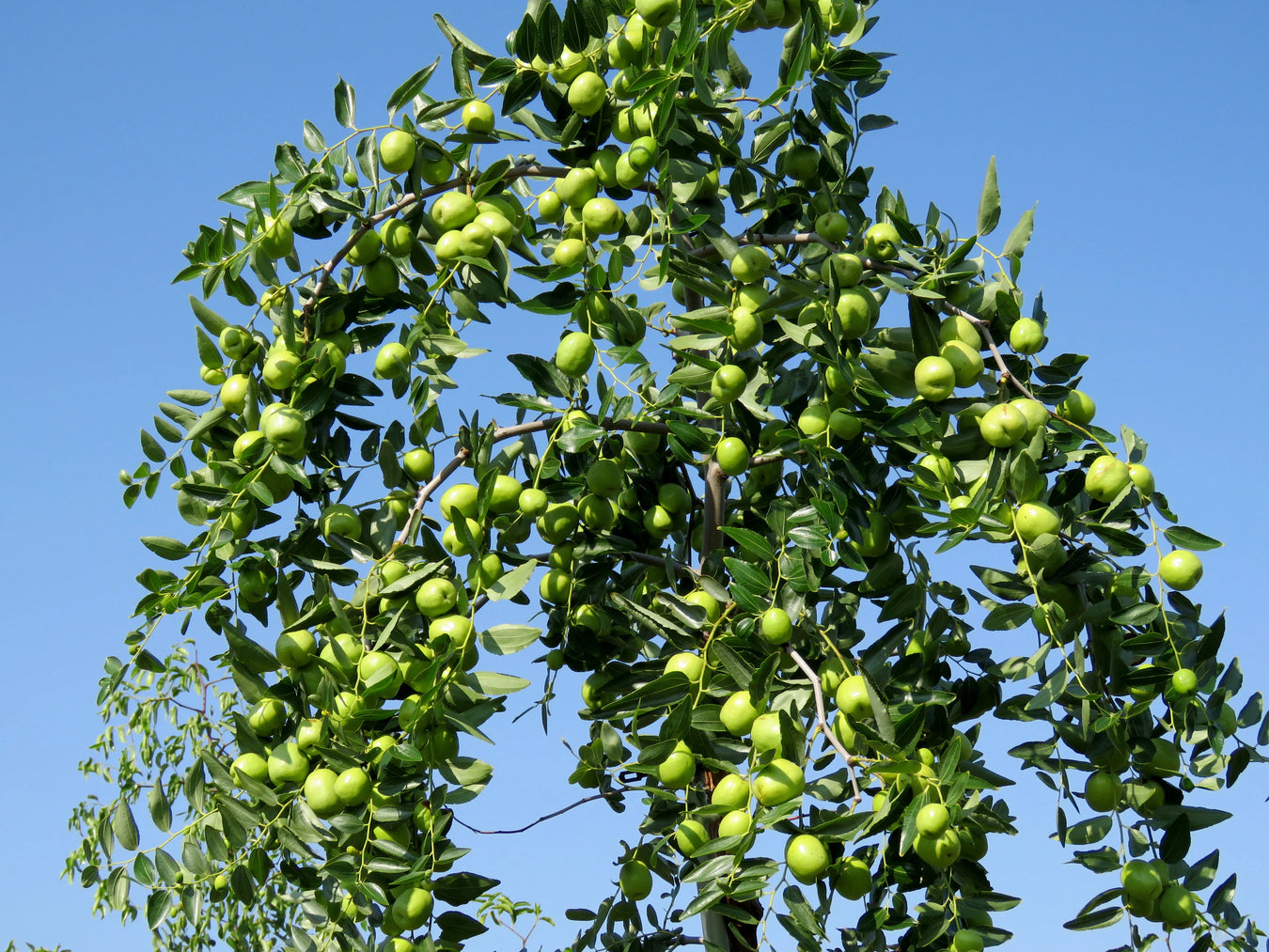 Appleberry Plants