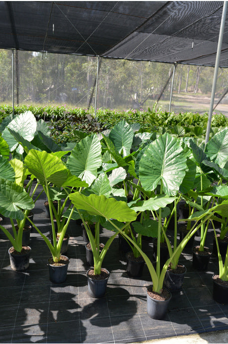 Alocasia Macrorrhizos