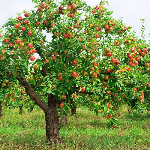 Apple Malus