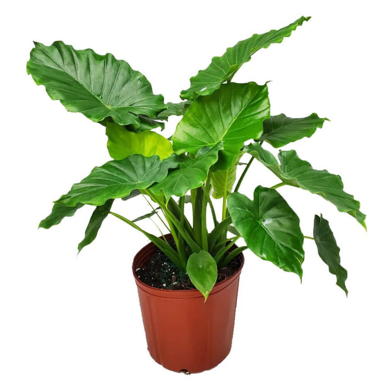 Alocasia Macrorrhizos