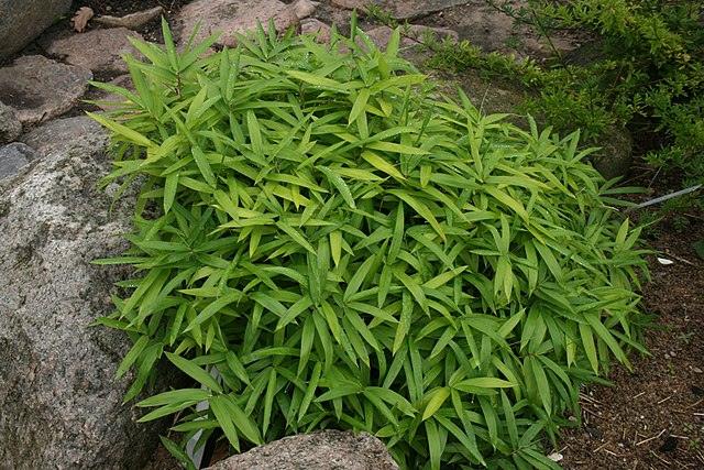 Arundinaria Pumila - Dwarf Bamboo Plant