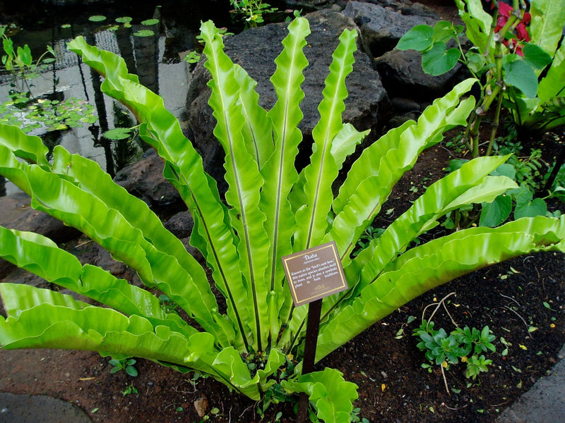 Asplenium Nidus Plant