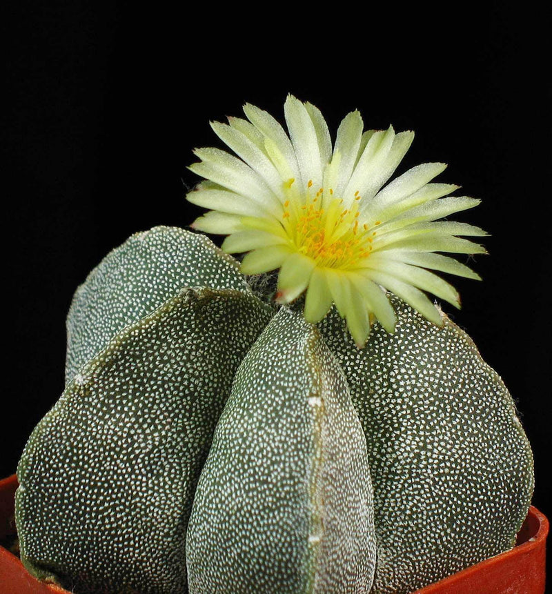 Astrophytum Cactus Plants