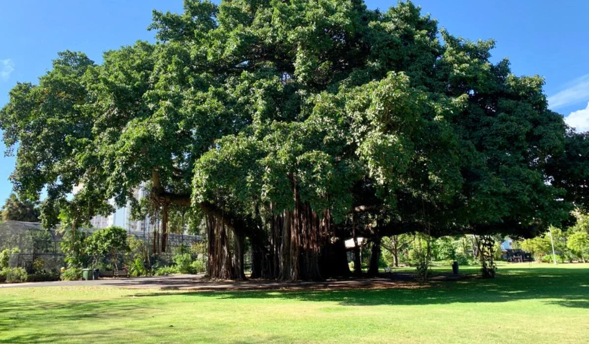 Ficus Benghalensis
