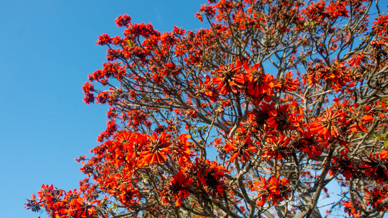 Indian Coral Tree Erythrina Variegata