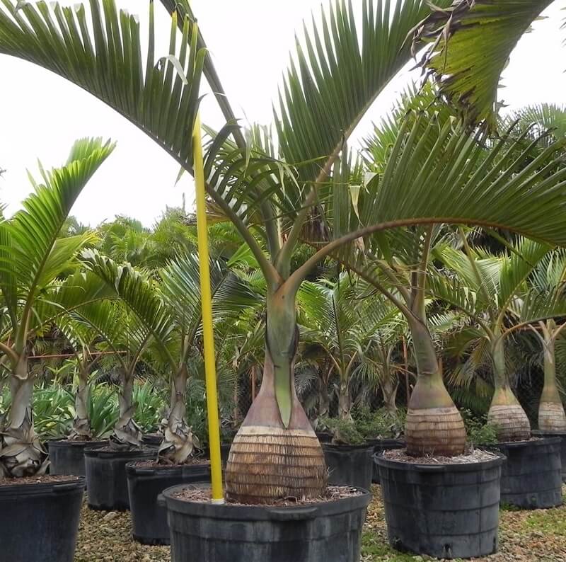 Bottle Palm (Hyophorbe lagenicaulis) - Ornamental Specimen Palm