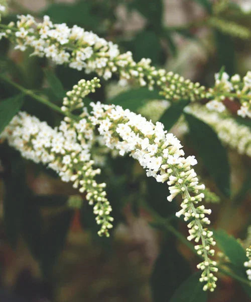 ಬಡ್ಲೆಜಾ ಏಷ್ಯಾಟಿಕಾ | ಬುಡ್ಲೆಜಾ ನೀಮ್ದಾ | ಬಡ್ಲೆಜಾ ಪ್ಯಾನಿಕ್ಯುಲಾಟಾ ಲೈವ್ ಸಸ್ಯಗಳು 