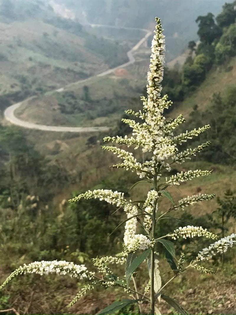 ಬಡ್ಲೆಜಾ ಏಷ್ಯಾಟಿಕಾ | ಬುಡ್ಲೆಜಾ ನೀಮ್ದಾ | ಬಡ್ಲೆಜಾ ಪ್ಯಾನಿಕ್ಯುಲಾಟಾ ಲೈವ್ ಸಸ್ಯಗಳು 