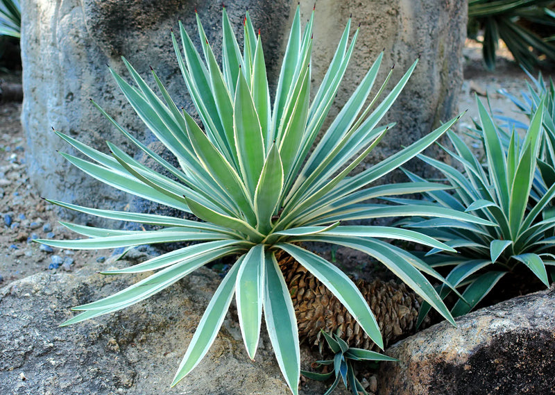 Century Plant (Agave americana) - Security & Landscape Succulent
