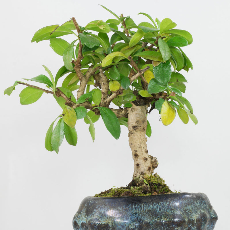 Carmona Microphylla Aurea 'Yellow Leaves' Plant