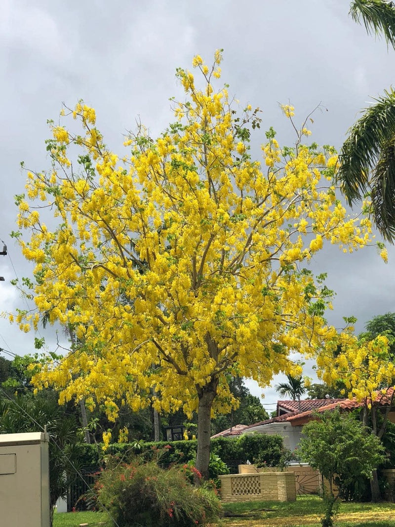 Cassia Fistula, Golden Shower Tree