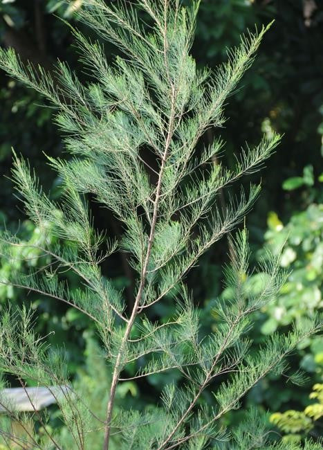 Casuarina Equisetifolia