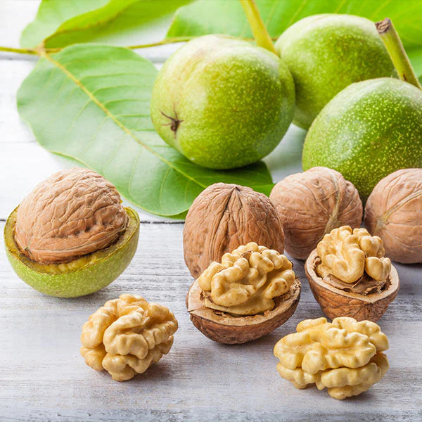 Walnut PLants