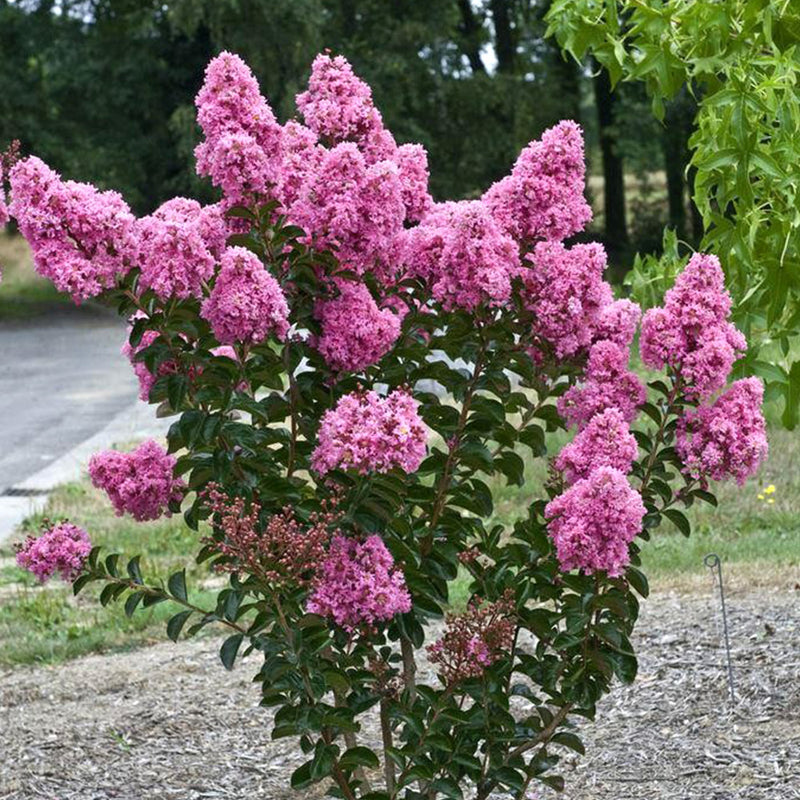 Lagerstroemia Indica
