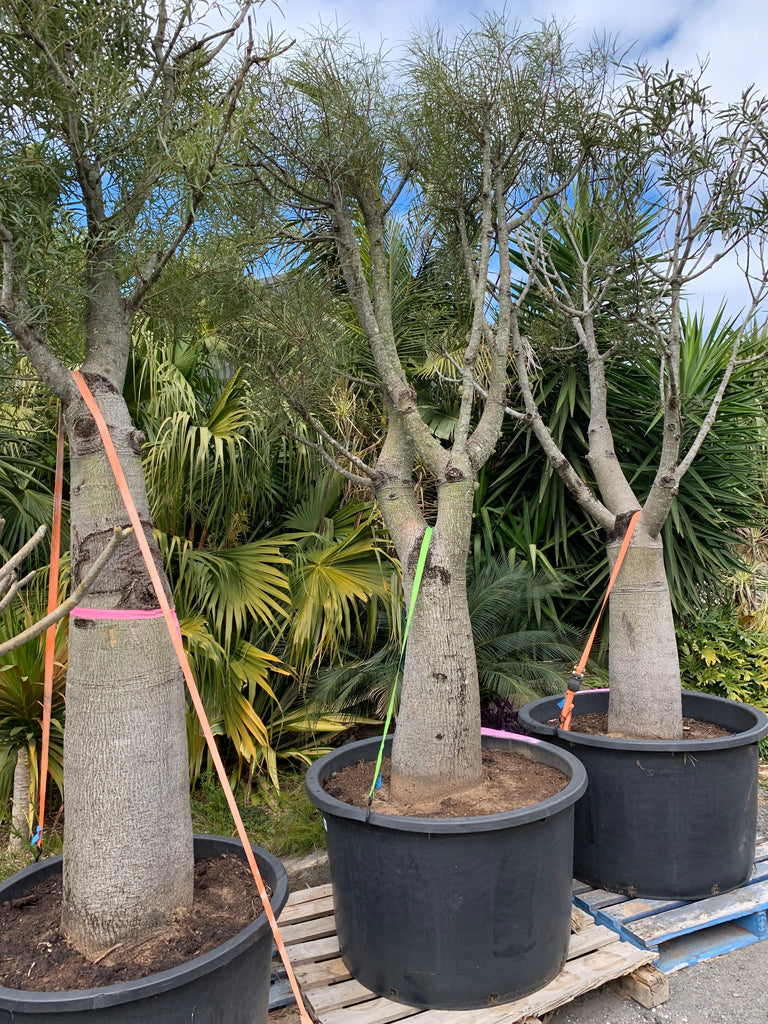 baobab house plant Adansonia Digitata Trees Nurseries in Kadiyam India: Find High-Quality Tree  Nurseries for Baobab Trees — Kadiyam Rajasri Nursery Exports