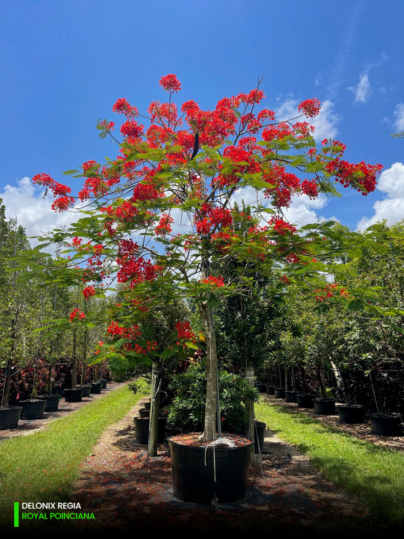 Delonix regia Gulmohar