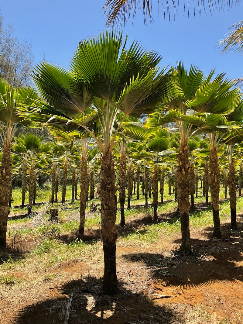 Fiji Fan Palm Tree Pritchardia Pacifica