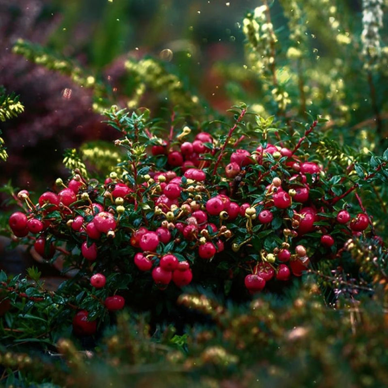 Cranberry Vaccinium subg. Oxycoccus