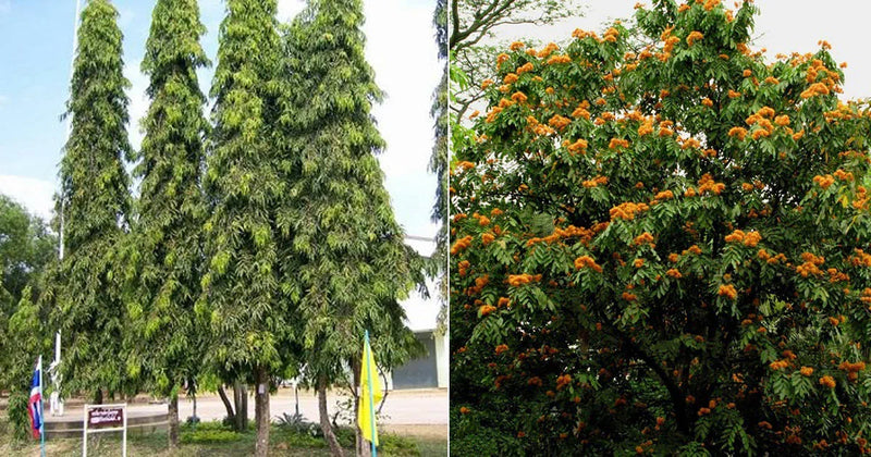 ಅಶೋಕ ಅಳುತ್ತಾ | ಮಾಸ್ಟ್ ಮರ | ಅಶೋಕ ಮರ | ಭಾರತೀಯ ಫರ್ ಲೈವ್ ಸಸ್ಯ